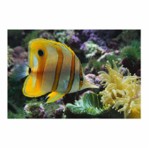 Fish photo sculptures