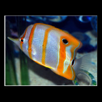 fish postcards
