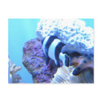 Fish postcards