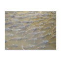 FISH postcards