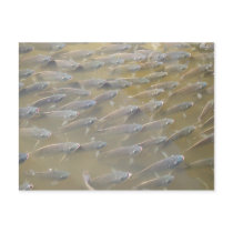FISH postcards
