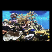 Fish posters by briggie Fish posters