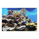 Fish posters by briggie Fish posters