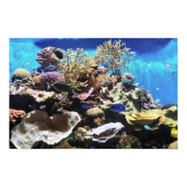 Fish  posters