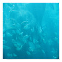 Fish posters by heidililla Fish posters