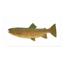 Fish - Rainbow Trout - Salmo gairdnerii posters