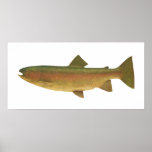 Fish - Rainbow Trout - Salmo gairdnerii Print