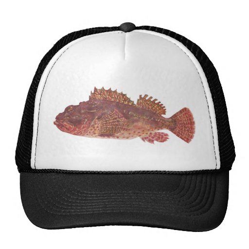 Fish - Red Rock Cod - Scorpaena cardinalis Mesh Hat