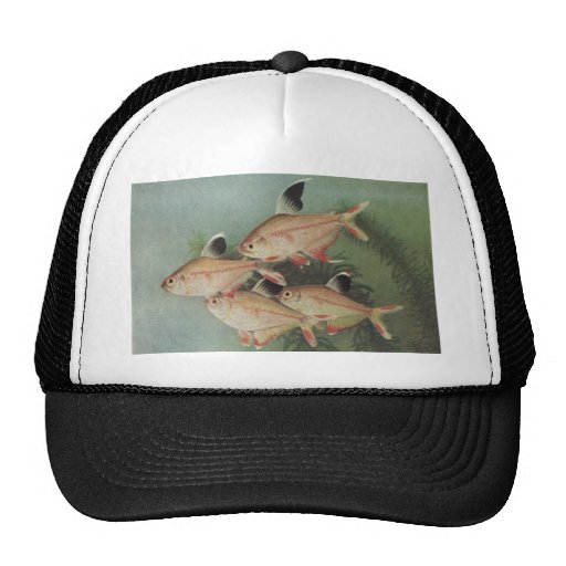 Fish - Rosy Tetra - Hyphessobrycon rosaceus Mesh Hats