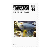 fish,salt water postage by pinkypetals fish,salt water postage