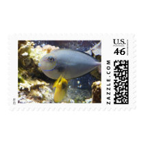 fish,salt water postage by pinkypetals fish,salt water postage