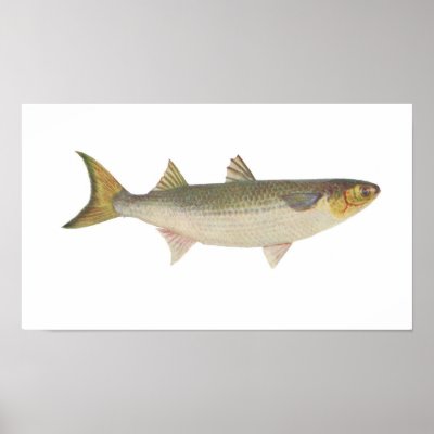  Mullet Fish on Fish   Sea Mullet   Mugil Dobula Poster From Zazzle Com