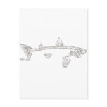 Fish Skeletons Collection