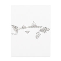Fish Skeletons Collection postcards
