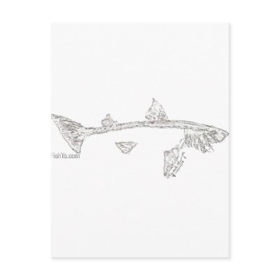 Fish Skeletons Collection Post Cards by FishTsdotcom