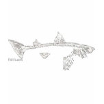 Fish Skeletons Collection