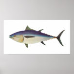 Fish - Southern Bluefin Tuna - Thunnus maccoyii Print