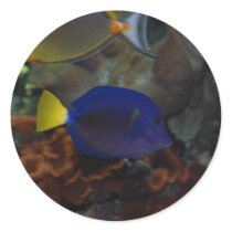 Fish stickers