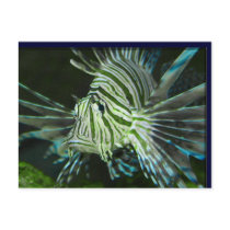 Fish Stripe Postcards