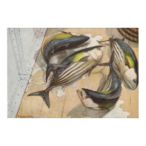 Fish - Striped Tuna - Katsuwonus pelamis posters