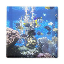 Fish tank magnet by marcya7 Fish tank magnet