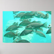Fish Underwater View Print