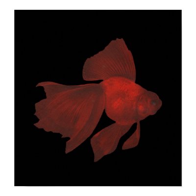 goldfish carassius auratus