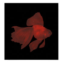 Fish - Veiltail Goldfish - Carassius auratus posters by LisasLair Fish - Veiltail Goldfish - Carassius auratus posters