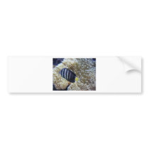 fish with anemone bumper stickers