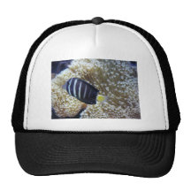 fish with anemone hat