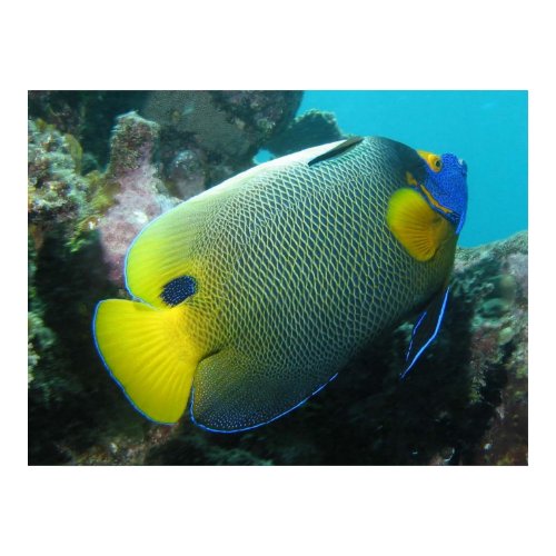 fish X2 print
