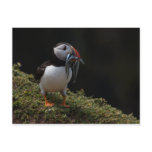 Fisher Puffin Postcards