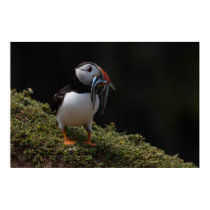 Fisher Puffin posters