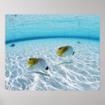 Fishes in the sea 2 posters