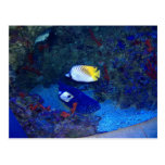 Fishes of Hawaii Post Cards