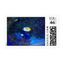Fishes of Hawaii Stamps