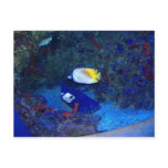 Fishes of Hawaii Post Cards