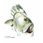 FishHeads Collection by FishTs.com