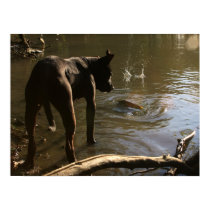 Fishin' Pit Bull Poster posters