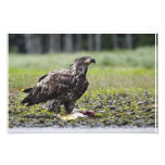 Fishing eagle photograph