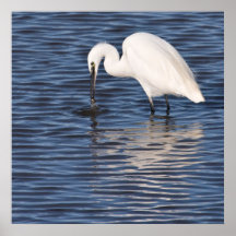 Fishing Egret Print