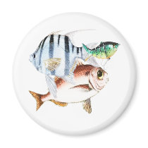 Fishing magnets