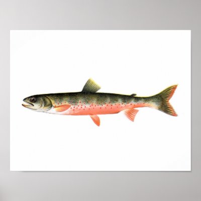 Canadian Trout