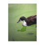 Fishing with ducks postcards