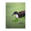 Fishing with ducks postcards