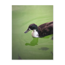 Fishing with ducks postcards by chellshokr Fishing with ducks postcards