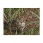 FishingCat002 Post Card