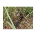 FishingCat003 Post Cards