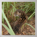 FishingCat003 Poster