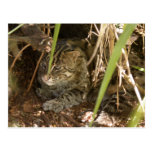 FishingCat005 Postcards